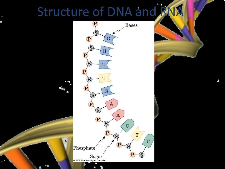 Structure of DNA and RNA 