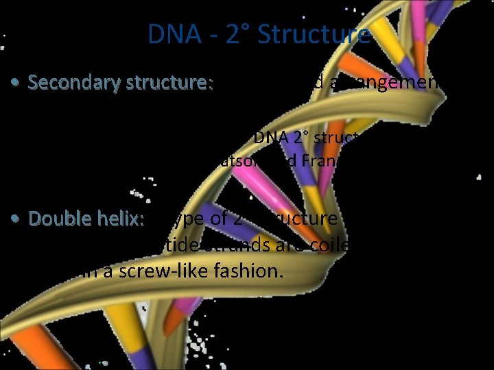 DNA - 2° Structure • Secondary structure: the ordered arrangement of nucleic acid strands.