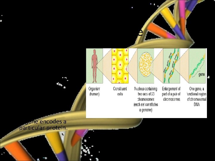 Chromosome • All living organisms consist of cells. • In each cell there is
