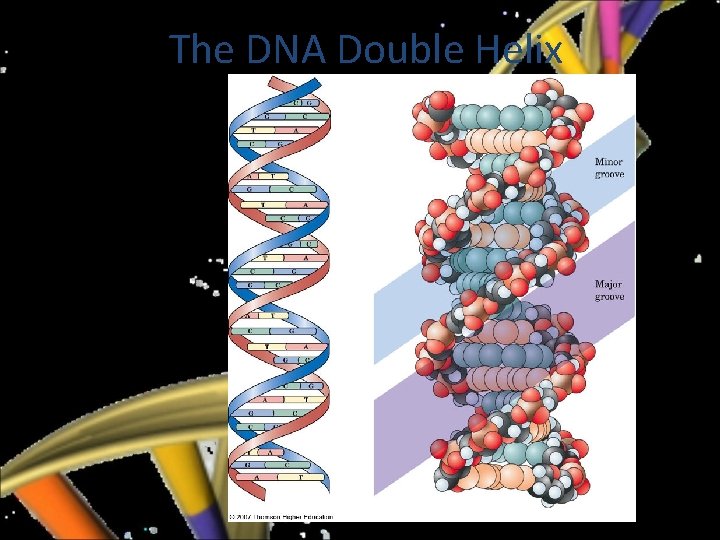 The DNA Double Helix • Figure 25. 4 Threedimensional structure of a DNA double