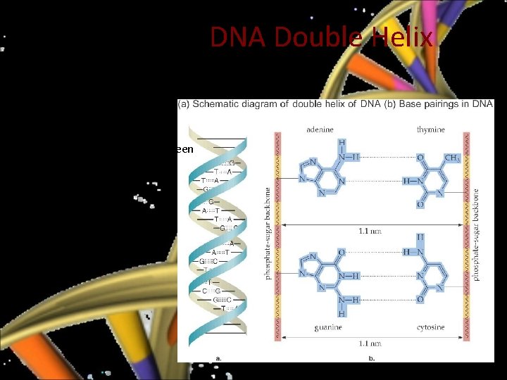  • Like a spiral staircase: -the phosphate sugar backbone represents the hand rail,