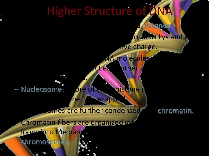 Higher Structure of DNA – DNA is coiled around proteins called histones. – Histones