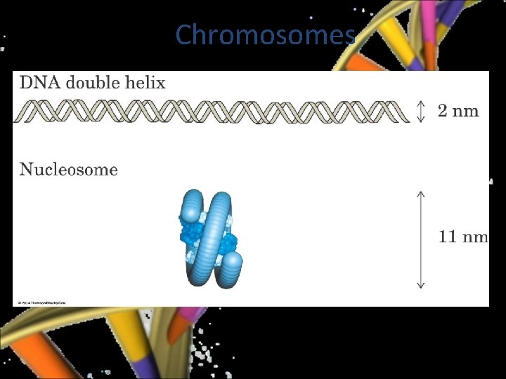 Chromosomes 