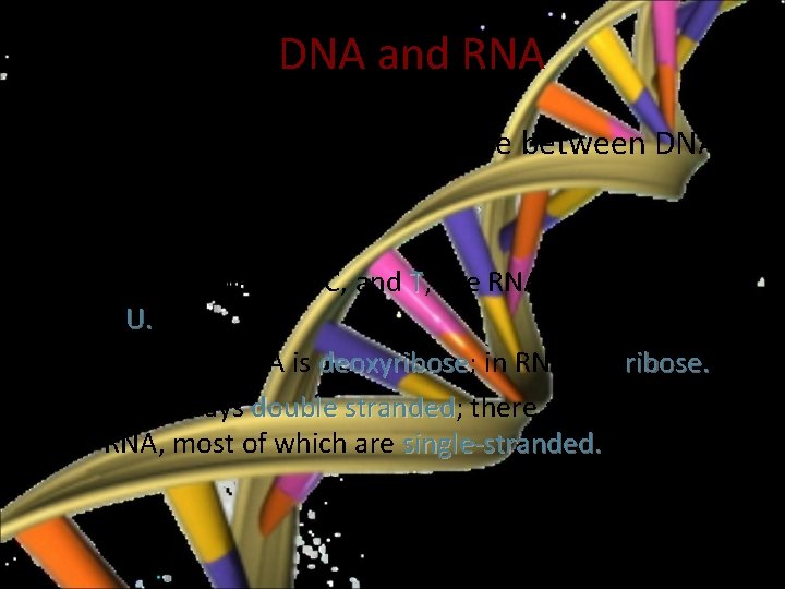 DNA and RNA • The three differences in structure between DNA and RNA are: