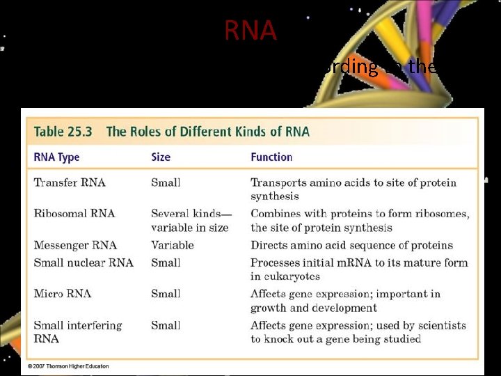 RNA • RNA molecules are classified according to their structure and function. 