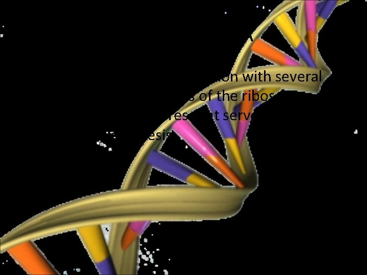 Ribosomal RNA • r. RNAs are found in association with several proteins as components