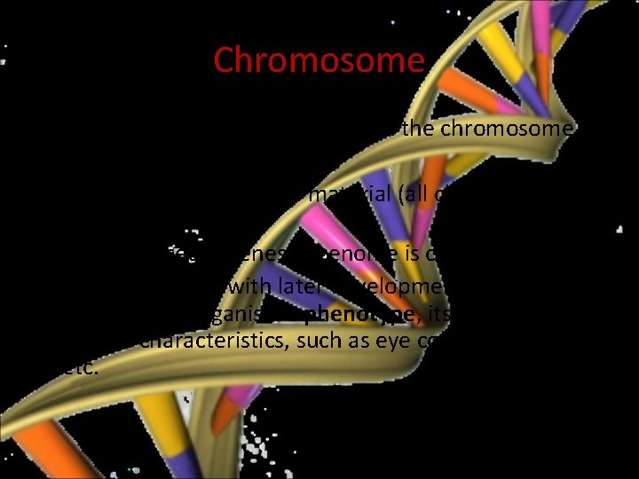 Chromosome • Each gene has its own position in the chromosome. • This position