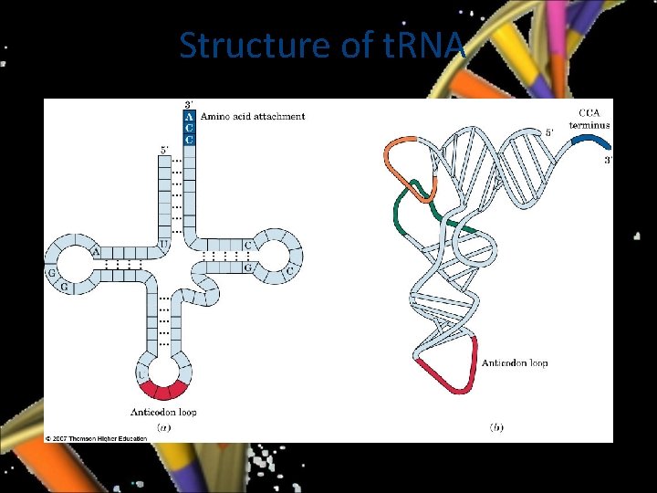 Structure of t. RNA 