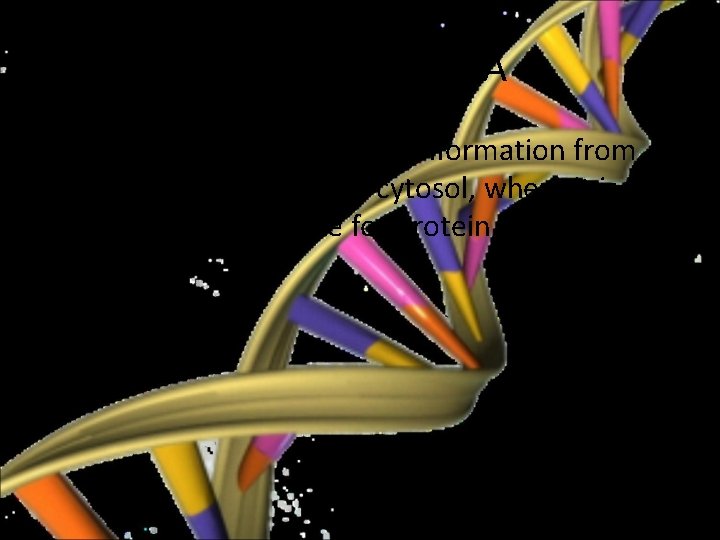 Messenger RNA • The m. RNA carries genetic information from the nuclear DNA to