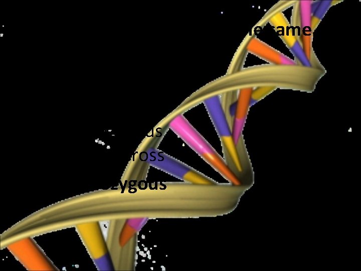  • 1. When two alleles are the same they are a. Hybrid b.