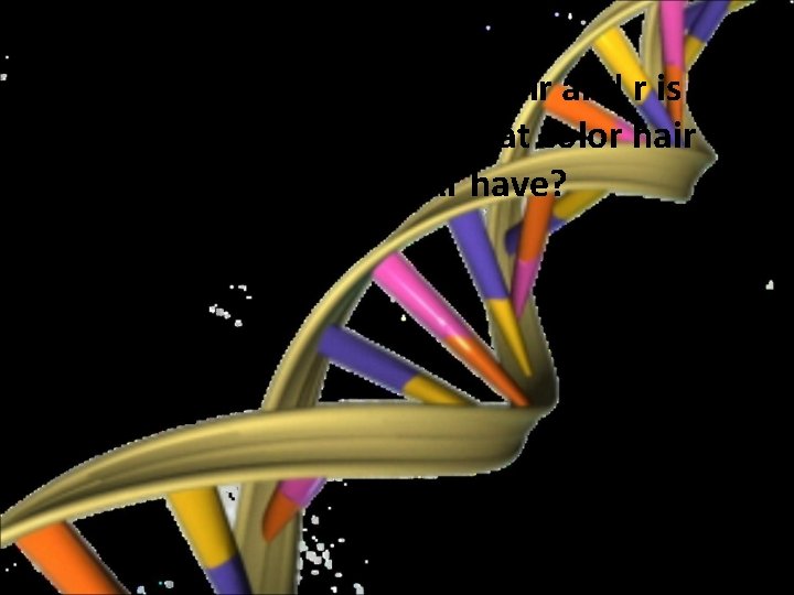 2. R is the allele for brown hair and r is the allele for