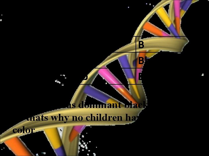 Key: D b b B Bb Bb Each gene has dominant black allele (B).