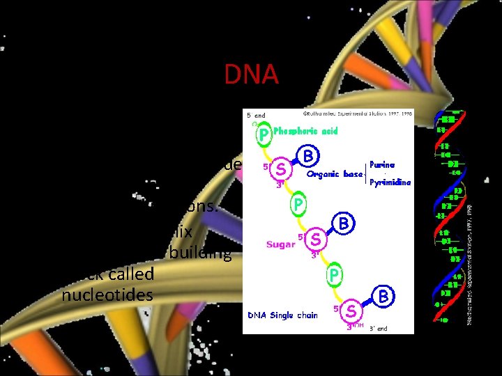 DNA • DNA is a double helix composed of two intertwined nucleotide chains oriented