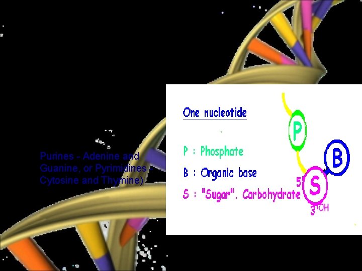 DNA • Each nucleotides consist : – – – Phosphate group Deoxyribose sugar molecule