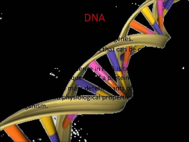 DNA • The functional units of DNA are genes. • A gene is a