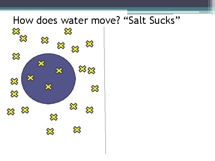 How does water move? “Salt Sucks” 