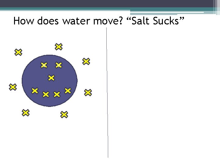 How does water move? “Salt Sucks” v v 