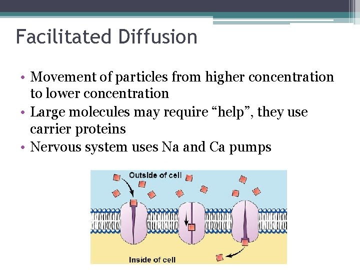 Facilitated Diffusion • Movement of particles from higher concentration to lower concentration • Large