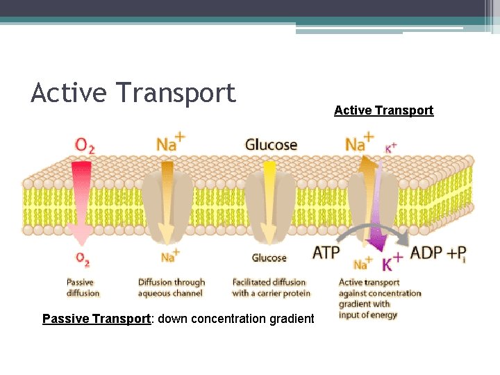Active Transport Passive Transport: down concentration gradient Active Transport 