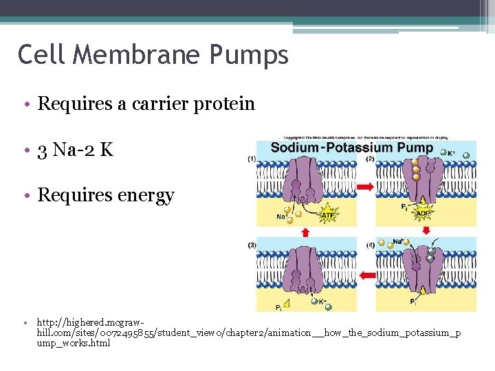 Cell Membrane Pumps • Requires a carrier protein • 3 Na-2 K • Requires