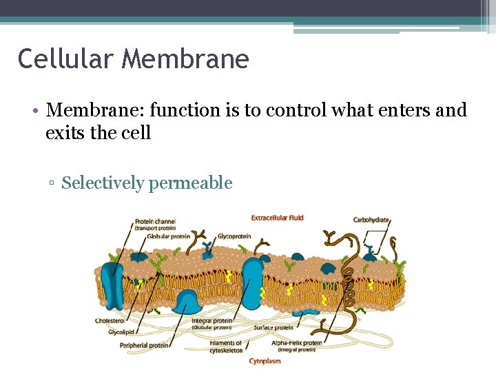 Cellular Membrane • Membrane: function is to control what enters and exits the cell