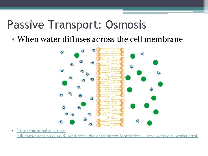 Passive Transport: Osmosis • When water diffuses across the cell membrane • http: //highered.