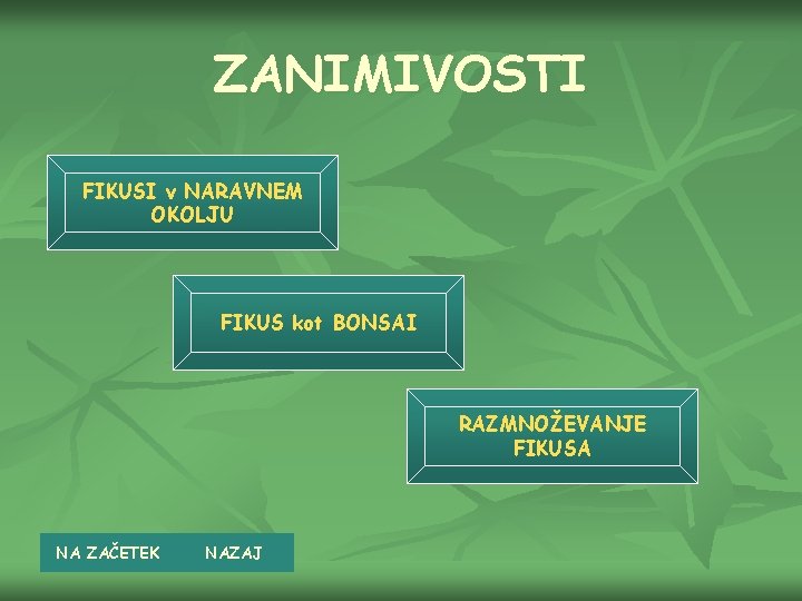 ZANIMIVOSTI FIKUSI v NARAVNEM OKOLJU FIKUS kot BONSAI RAZMNOŽEVANJE FIKUSA NA ZAČETEK NAZAJ 