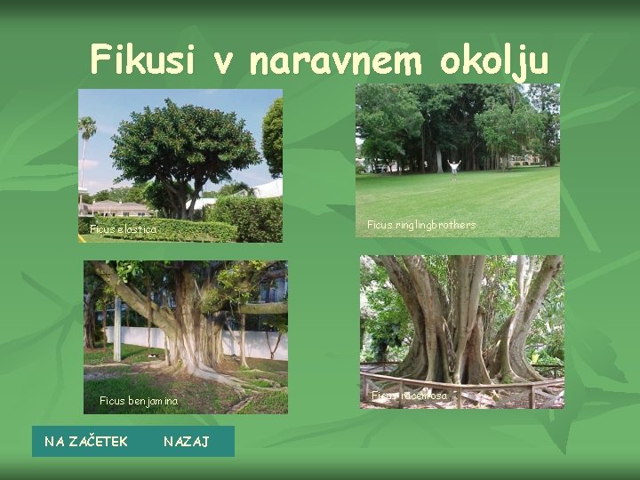 Fikusi v naravnem okolju Ficus ringlingbrothers Ficus elastica Ficus benjamina NA ZAČETEK NAZAJ Ficus