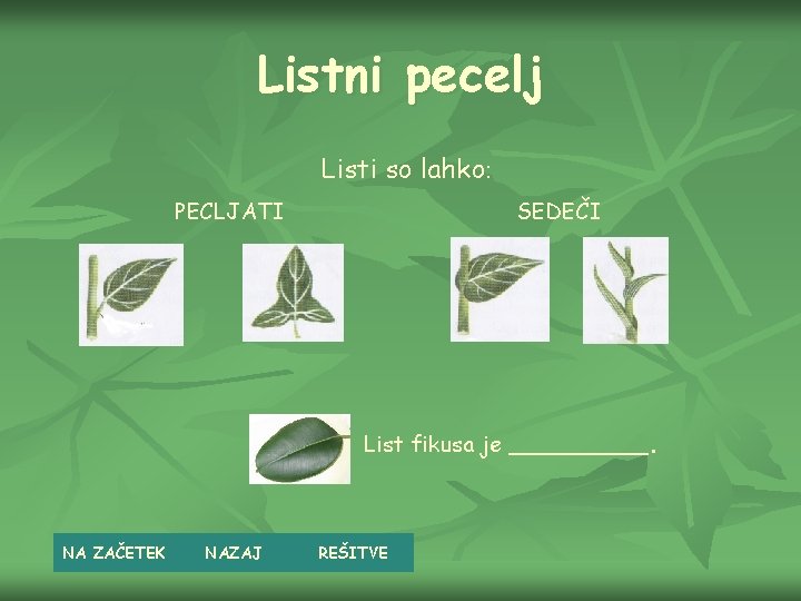 Listni pecelj Listi so lahko: PECLJATI SEDEČI List fikusa je _____. NA ZAČETEK NAZAJ