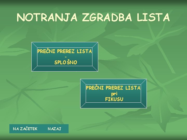 NOTRANJA ZGRADBA LISTA PREČNI PREREZ LISTA SPLOŠNO PREČNI PREREZ LISTA pri FIKUSU NA ZAČETEK