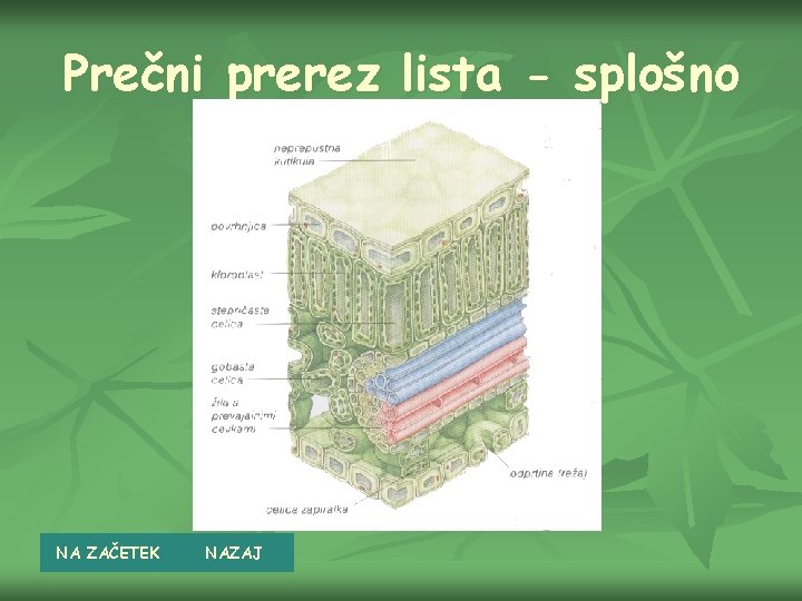 Prečni prerez lista - splošno NA ZAČETEK NAZAJ 