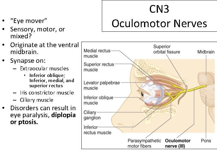  • “Eye mover” • Sensory, motor, or mixed? • Originate at the ventral