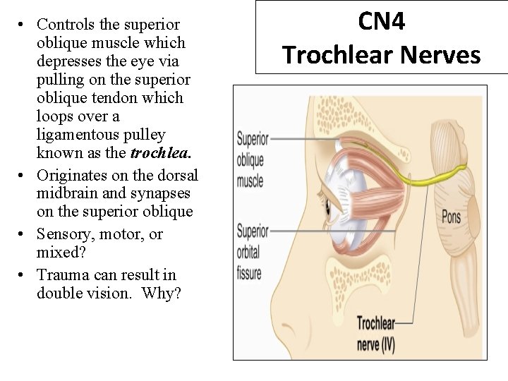  • Controls the superior oblique muscle which depresses the eye via pulling on