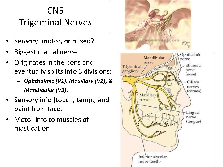 CN 5 Trigeminal Nerves • Sensory, motor, or mixed? • Biggest cranial nerve •