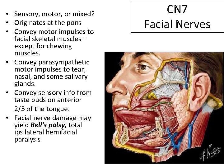  • Sensory, motor, or mixed? • Originates at the pons • Convey motor