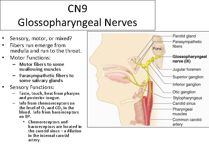 CN 9 Glossopharyngeal Nerves • Sensory, motor, or mixed? • Fibers run emerge from