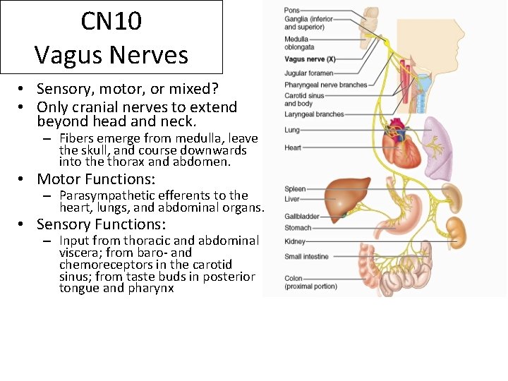 CN 10 Vagus Nerves • Sensory, motor, or mixed? • Only cranial nerves to