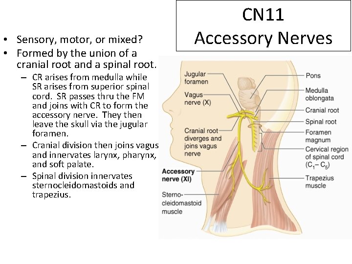  • Sensory, motor, or mixed? • Formed by the union of a cranial