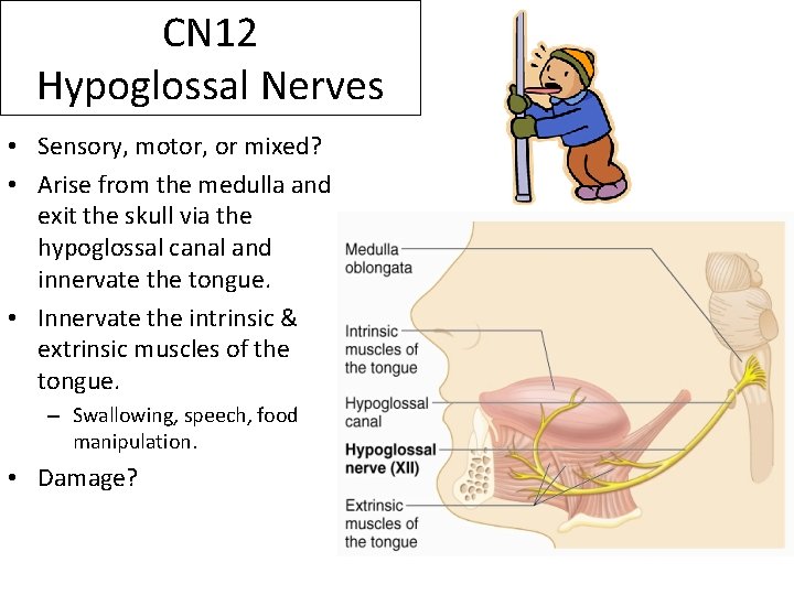 CN 12 Hypoglossal Nerves • Sensory, motor, or mixed? • Arise from the medulla