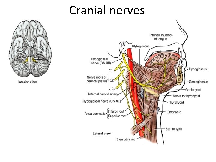 Cranial nerves 