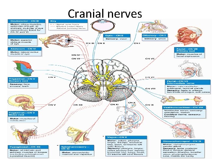 Cranial nerves 