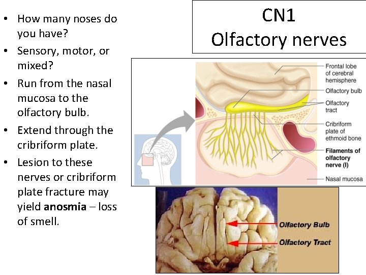  • How many noses do you have? • Sensory, motor, or mixed? •