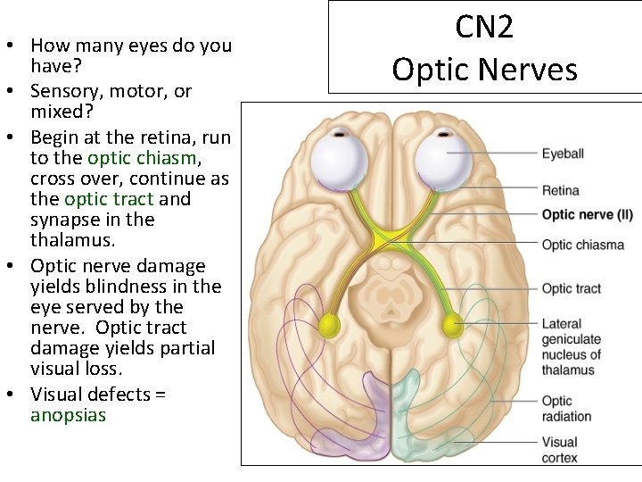  • How many eyes do you have? • Sensory, motor, or mixed? •