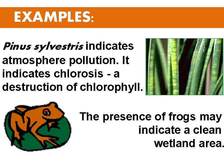 EXAMPLES: Pinus sylvestris indicates atmosphere pollution. It indicates chlorosis - a destruction of chlorophyll.