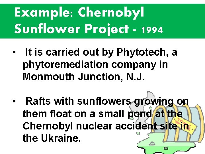 Example: Chernobyl Sunflower Project - 1994 • It is carried out by Phytotech, a