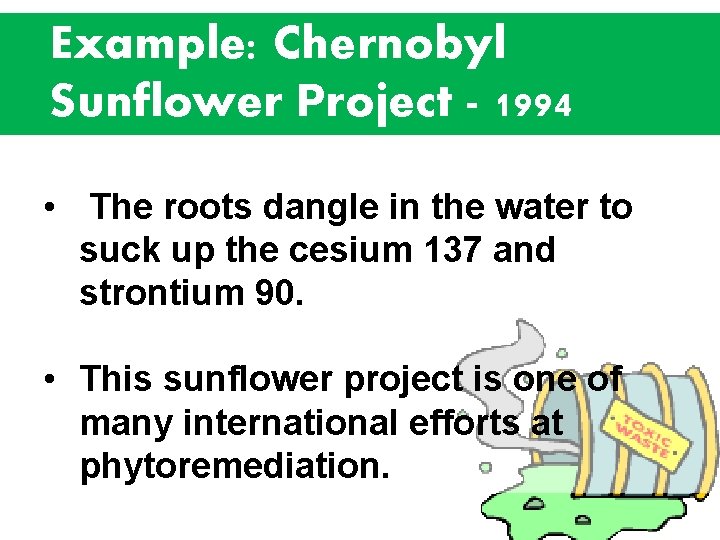 Example: Chernobyl Sunflower Project - 1994 • The roots dangle in the water to