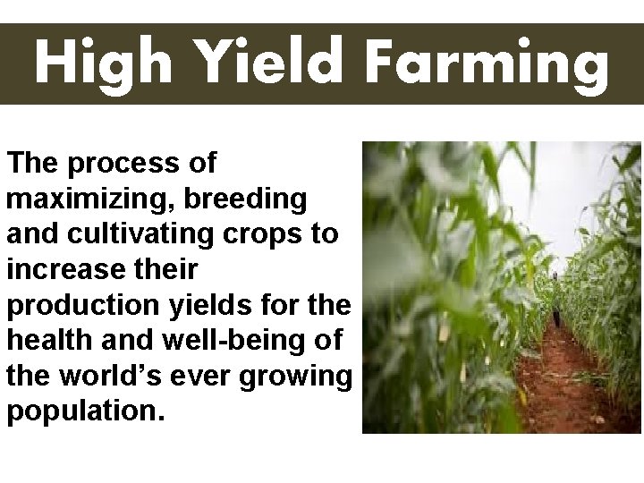 High Yield Farming The process of maximizing, breeding and cultivating crops to increase their