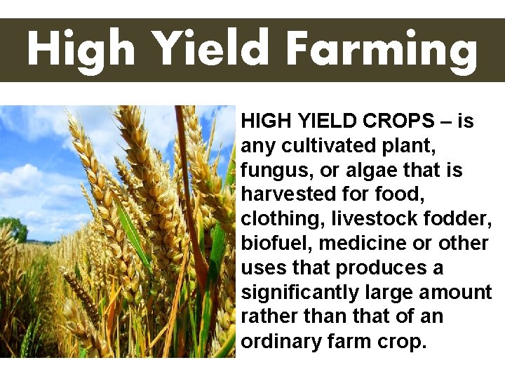 High Yield Farming HIGH YIELD CROPS – is any cultivated plant, fungus, or algae