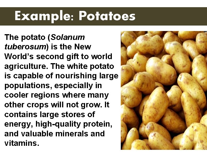 Example: Potatoes The potato (Solanum tuberosum) is the New World’s second gift to world