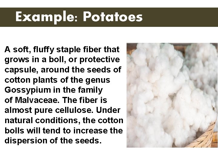 Example: Potatoes A soft, fluffy staple fiber that grows in a boll, or protective